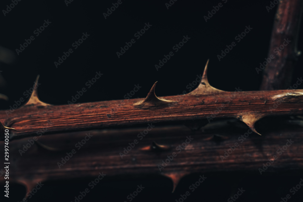 Poster close up beautiful thorn on a dark background. macro photography view.