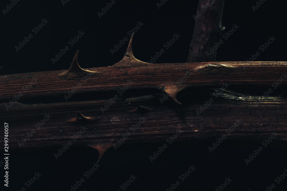 Poster close up beautiful thorn on a dark background. macro photography view.