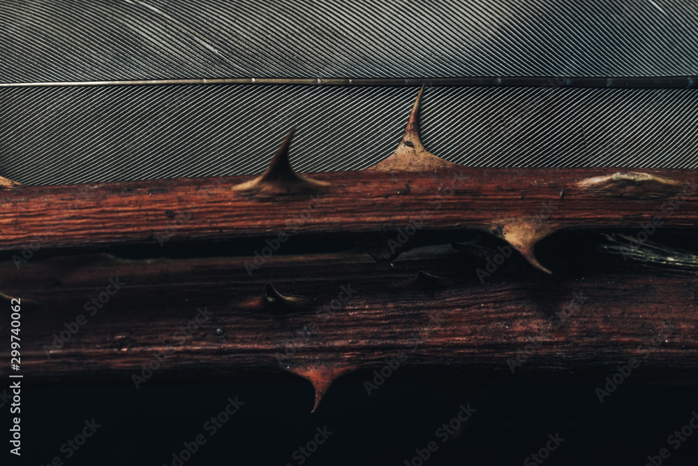 Poster close up beautiful thorn on a dark background. macro photography view.