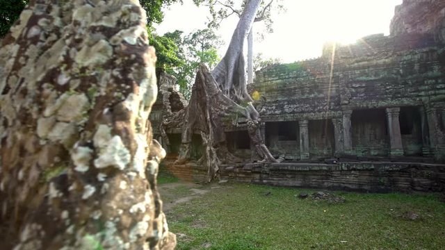 4K, Preah Khan temple unrestored and still covered with jungle and lush vegetation. There are huge trees and tree roots that grow through temple ruins. Tetrameles nudiflora Angkor Thom-Dan