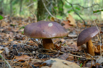 Forest mushrooms growing in Kempen forest, North Brabant, Netherlands