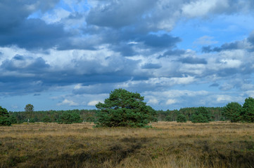 Fototapeta na wymiar Autumn in North Brabant, landscape with Kempen forest and moorland in October, Netherlands