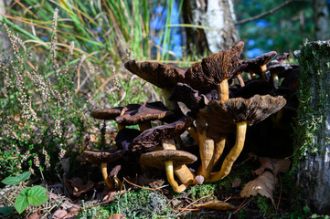 Forest mushrooms growing in Kempen forest, North Brabant, Netherlands