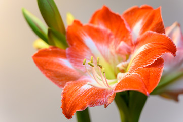 Winter flower big red and white Hippeastrum amaryllis close up