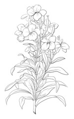 Highly detailed hand drawn flower isolated on white background