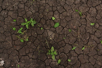 young plant in soil