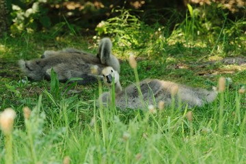 Baby birds of wild geese...
