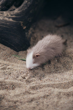 Flussratte Tierpark Greifswald
