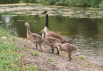Goose with baby birds on the bank of a pond...