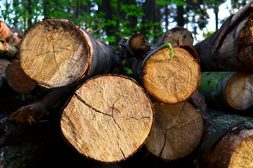Stack of cut pine tree logs in a forest. Wood logs, timber logging, industrial destruction, forests Are Disappearing, illegal logging