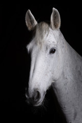 Horse head photographed in front of a black background and slit from one side..