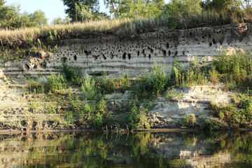 Birds homes swallows nests by the river banch hill wild nature landscape summer green grass and...