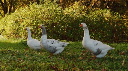 Twente goose in the park...
