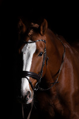 Horse head photographed in front of a black background and slit from one side..