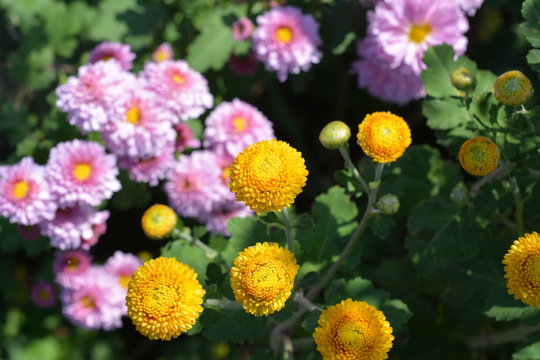 丸くて可愛い黄色い小菊、花畑、花イメージ素材