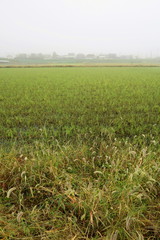 朝霧の中の秋の田圃風景