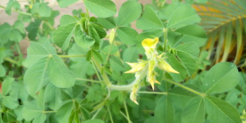 green leaves of tree in spring