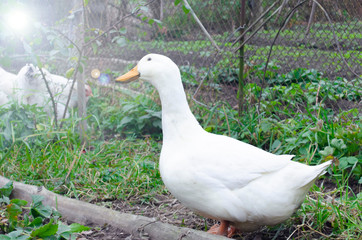A white duck walks in the garden along the green grass. Happy duck in the sunshine