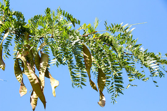 Gleditschie with legumes in the sunshine and blue sky in the background