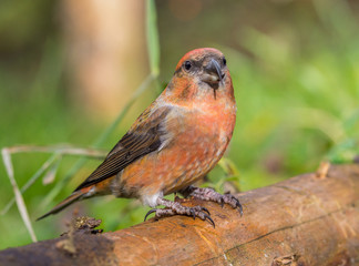 Fototapeta premium Crossbill