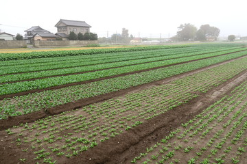 Fototapeta na wymiar 朝靄の秋の小松菜畑とほうれん草畑風景