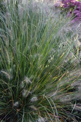 Federborstengras - Pennisetum alopecuroidos