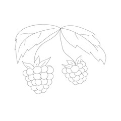 Vector raspberries on a branch with leaves. Outline illustration.