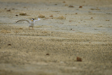 Least Tern