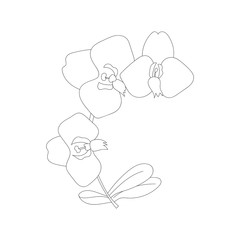 Orchid flower vector outline illustration.
