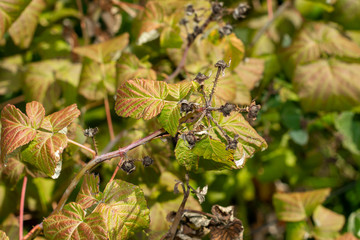 wrinkled leaves and branches of currant close-up macro. Disease and Pests