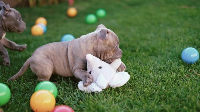 American bulli puppies walk on the grass in summer.