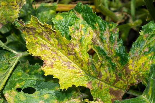 green leaf of pumpkin closeup with disease and rot. Macro, background