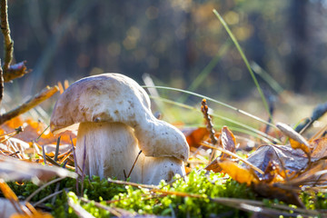 couple of porcini mushrooms in sunny forest
