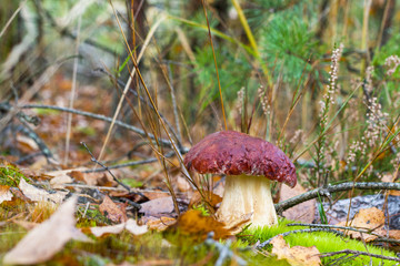nice big pine boletus edulis mushroom