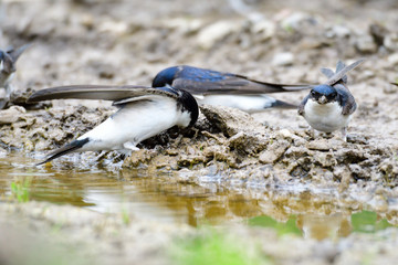 Mehlschwalben beim Nestbau