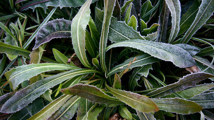 Obraz premium green with a reddish tinge of leaves in the frost