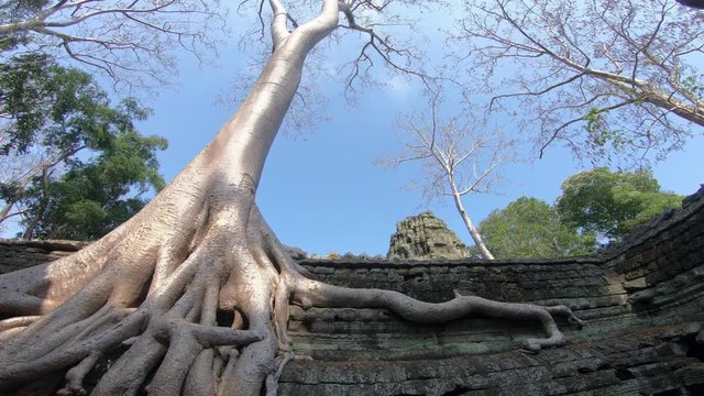 4K, Ta Prohm temple with strangler fig. Unrestored and still covered with jungle and lush vegetation. There are huge trees and tree roots that grow through the temples ruins. Tetrameles nudiflora -Dan