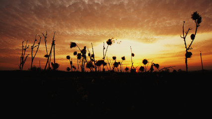 thistle silhouette on sunset background