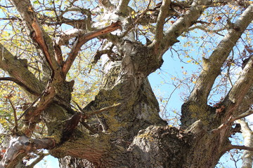 old tree