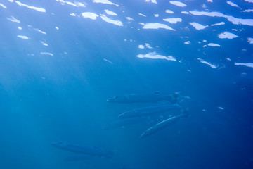 Fototapeta premium barracudas