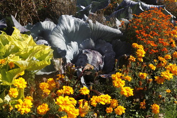Garten im Spätsommer mit Kohl
