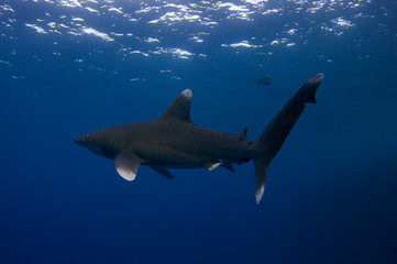 Oceanic whitetip shark