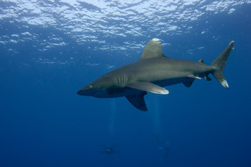 Longimanus shark