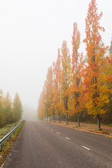 Naklejka premium Empty asphalt road and trees in autumn colors