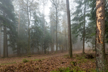 Forest in the fog with pines, deciduous trees and firs. Soil overgrown with moss and ferns