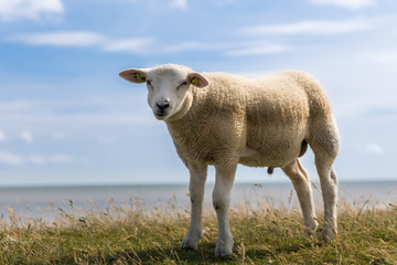 Young sheep lamb standing in grass on the dike with sea on background