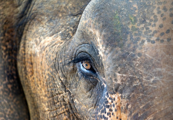 the eye of an elephant and the detail of its large head
