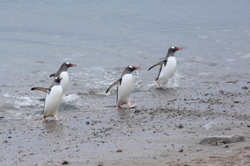 manchots sortant de l'eau