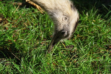 nandu