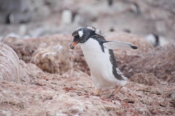 manchot construit son nid